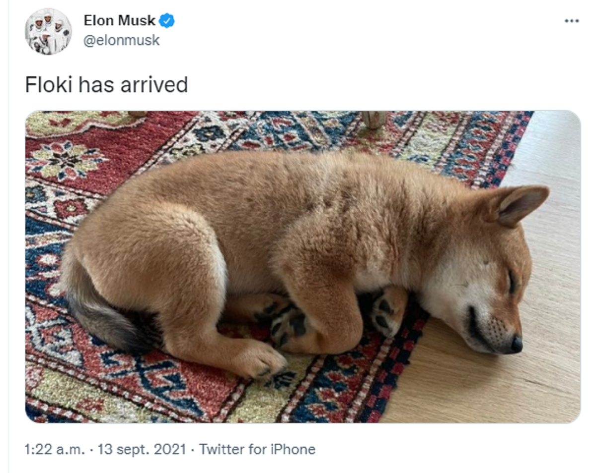 Floki, câinele lui Elon Musk