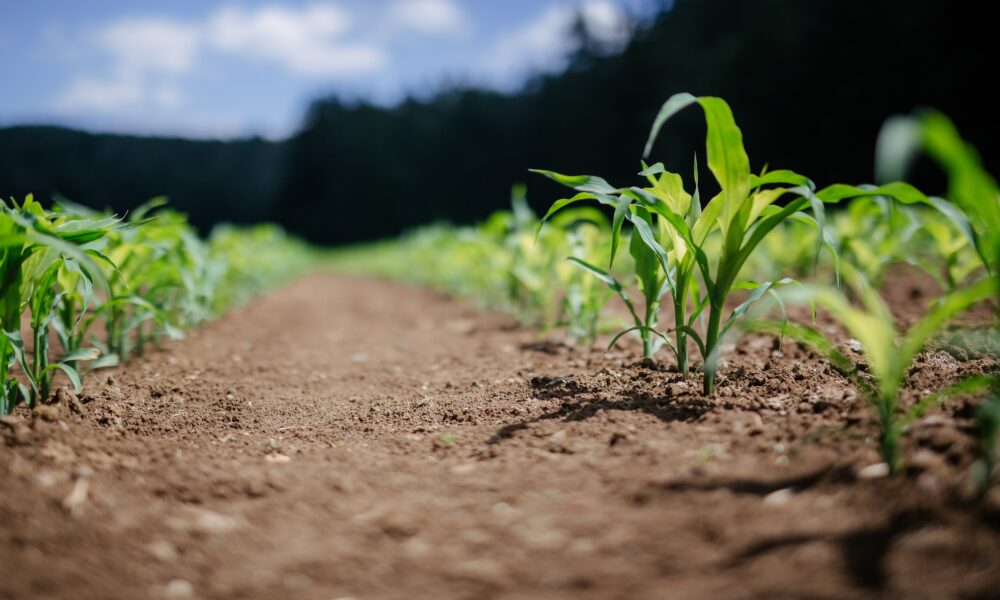 Agricultura, elementul cheie pentru atingerea obiectivelor climatice ale UE până în 2040