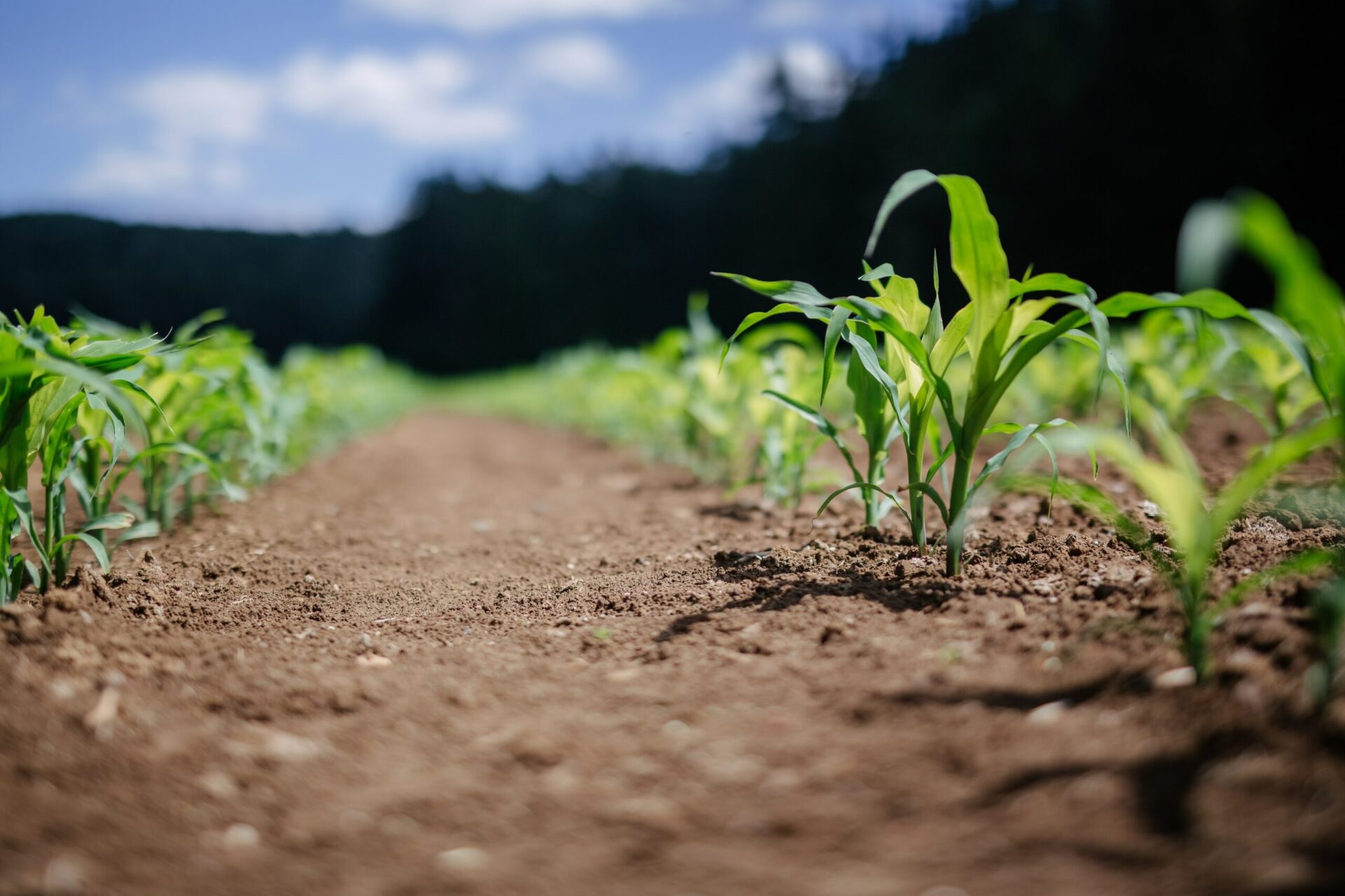 agricultura, sursa foto unsplash