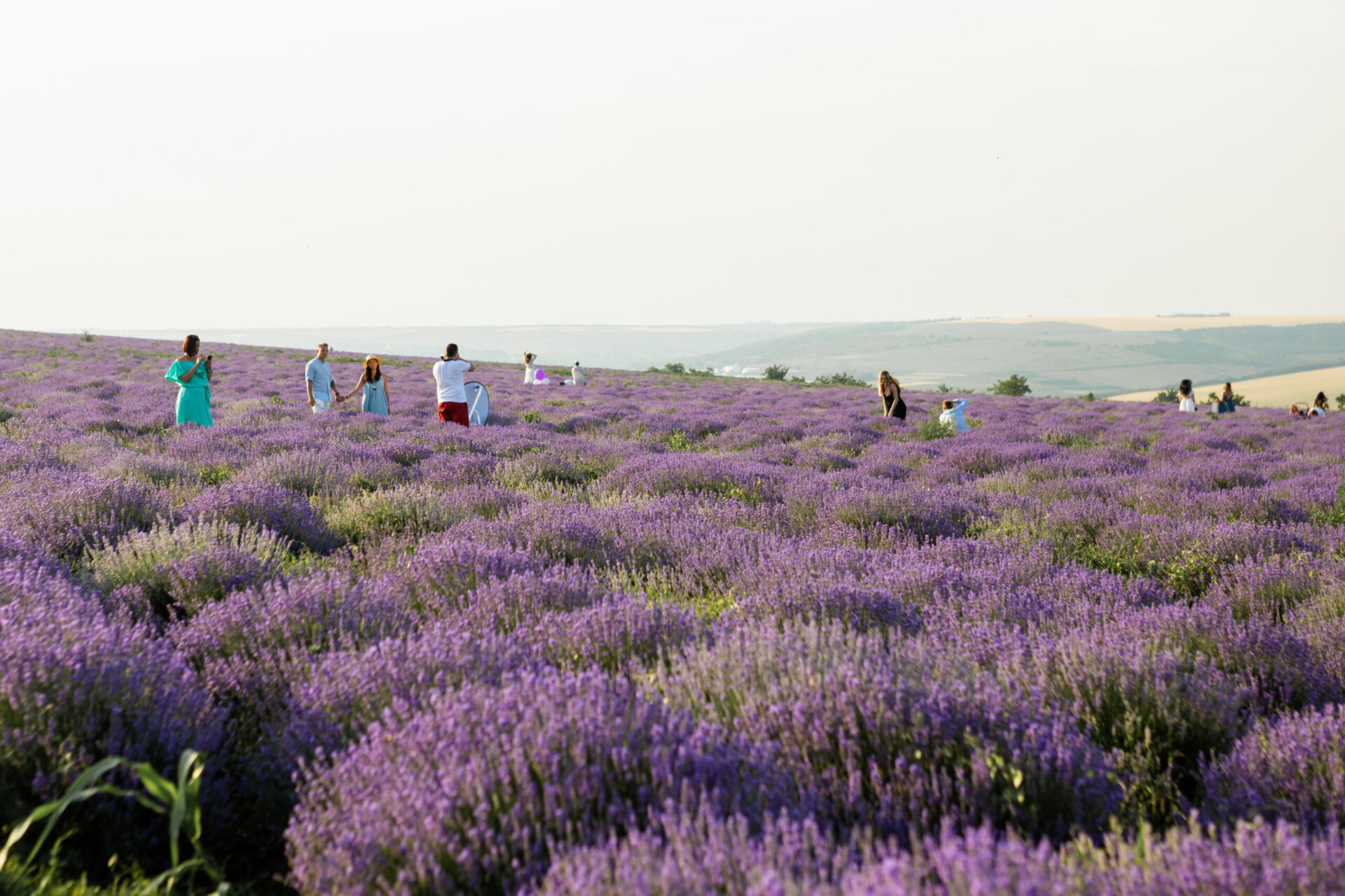 Lavanda