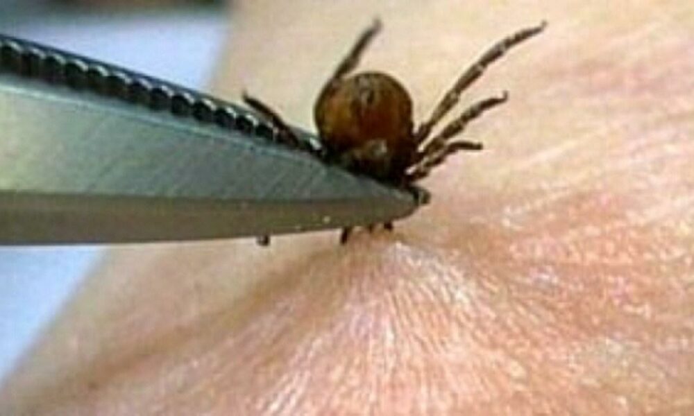 Căpușele fac victime! Un virus transmis poate duce chiar și la deces