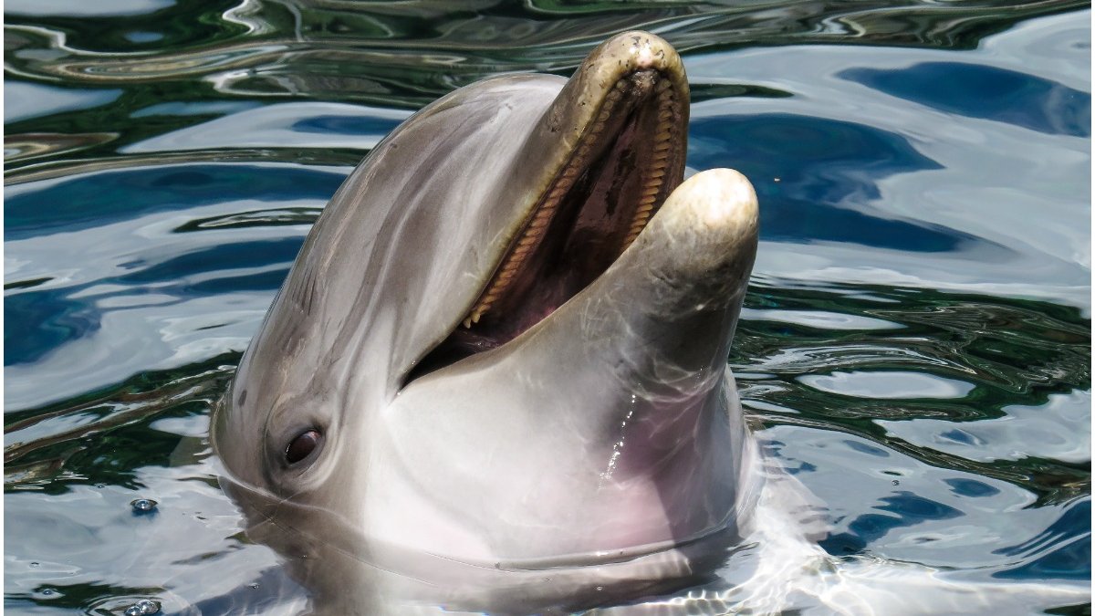 delfin - sursa foto - antena3.ro