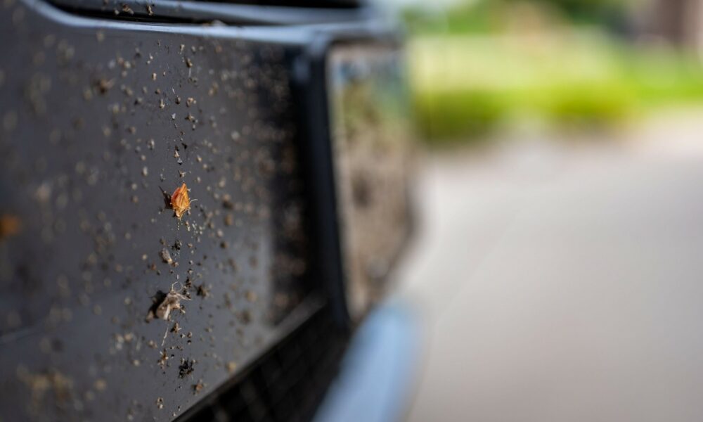 Insectele zburătoare mor masiv în Anglia. Plăcuțele de înmatriculare au dezvăluit acest lucru