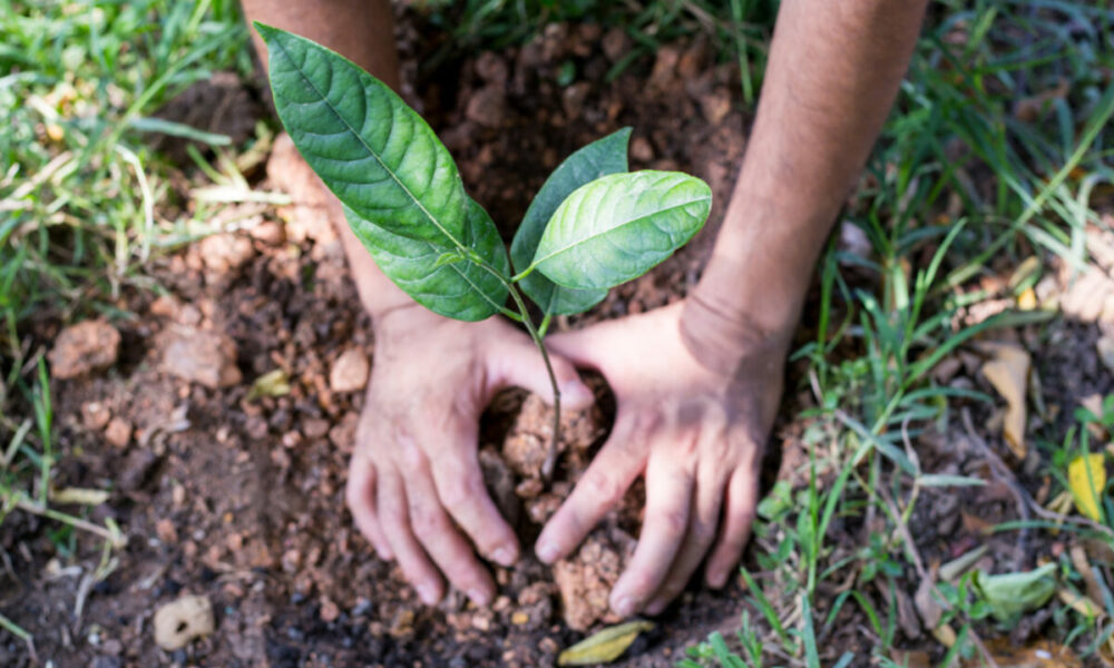 Împădurirea zonelor agricole, „sponsorizată” de CE! Ce condiții trebuie să îndeplinești pentru a primi banii