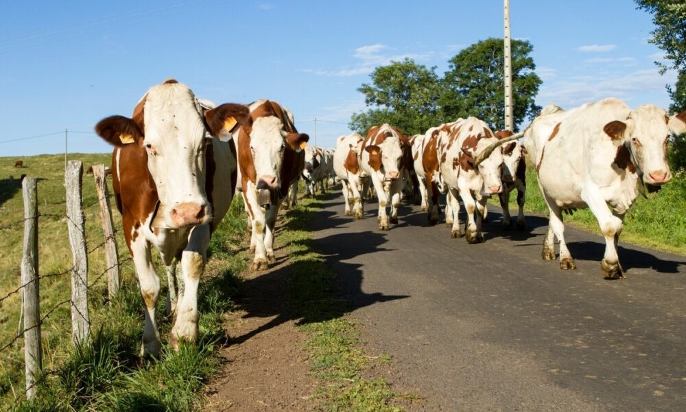 Exporturile României de produse agricole cresc. Ce îi atrage pe chinezi?