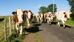 INS, raport numărul de bovine în iune 2024