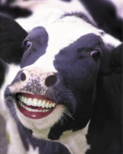 smiling cow