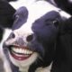 smiling cow