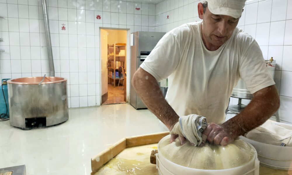 Caritas Dezvoltare Rurală, locul în care înveți tainele vieții la țară. Cum se produce brânza maturată alpină
