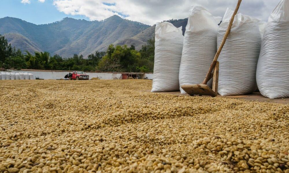 Acordul pentru deblocarea cerealor ucrainene a dus la scăderea prețurilor. Criza alimentară poate fi evitată