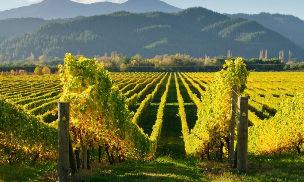 Fonduri pentru fermierii din sectorul vegetal! 174.500 potențiali beneficiari