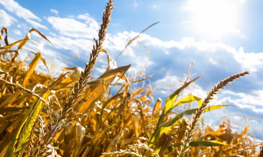 Schemă de ajutor de 1 miliard de lei pentru companiile procesatoare din agricultură. Care sunt condițiile de eligibilitate