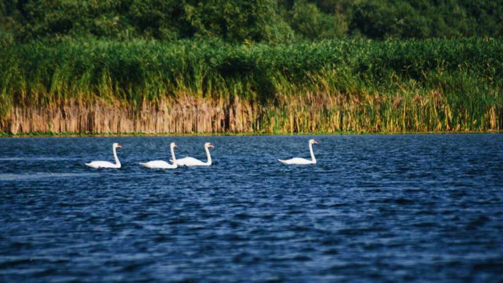 Delta Dunării sursă foto unsplash.com