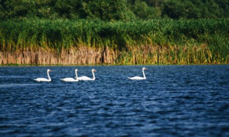 Delta Dunării sursă foto unsplash.com