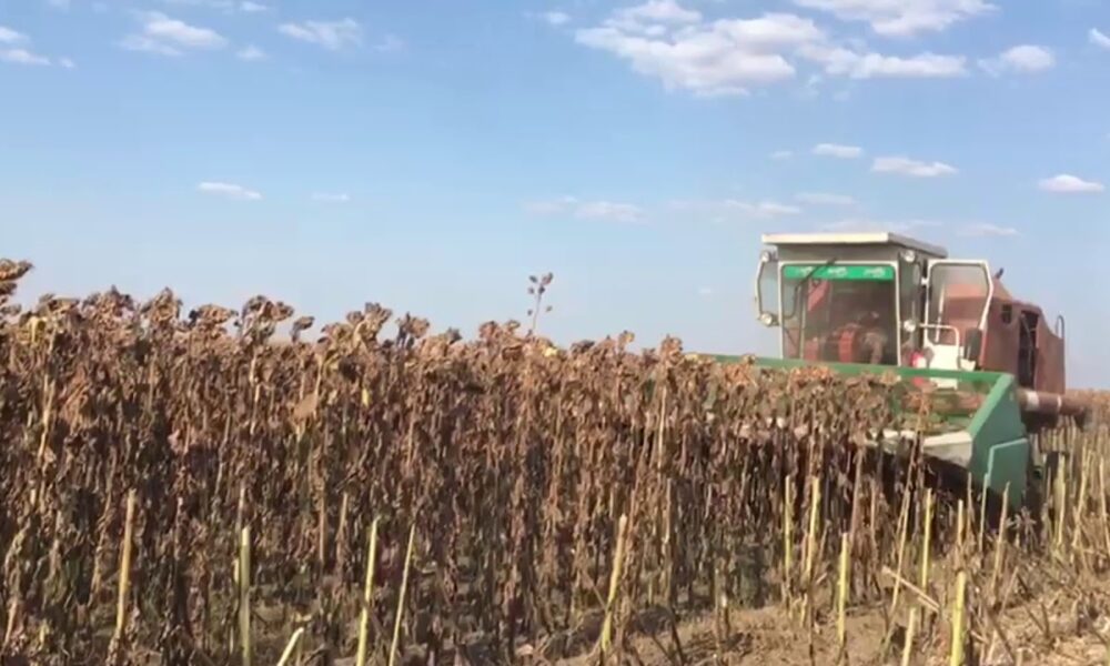 Au „scuipat” semințe de 40.000 de euro. S-au furat 70 de tone de floarea soarelui