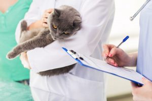 veterinar sursa foto veterinarladomiciliu