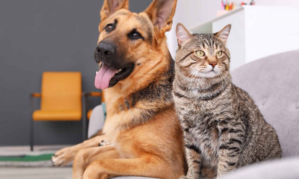 Guvernul pedepsește și animalele de companie. Se scumpește și hrana pentru ele