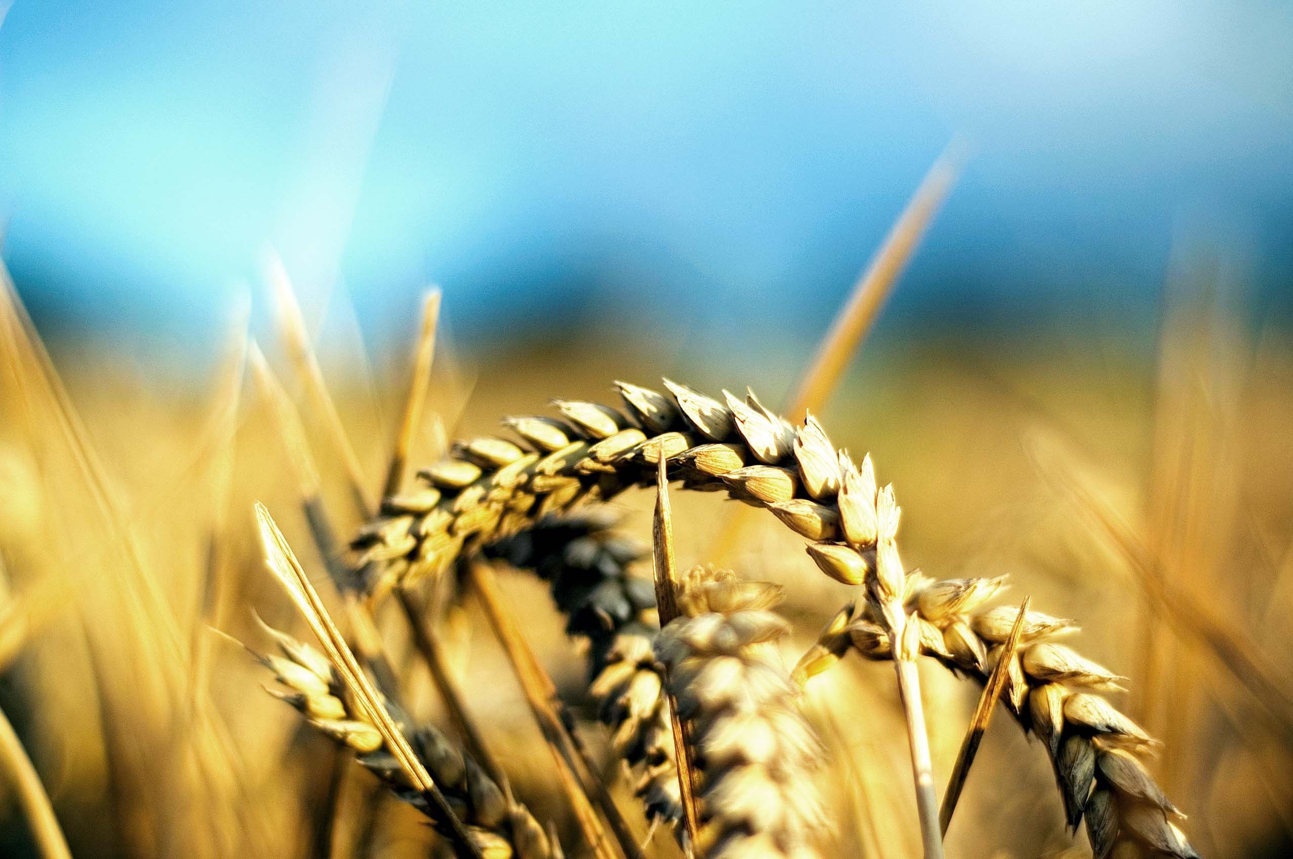Ucraina înregistrează o creștere în producția și exportul grâului
