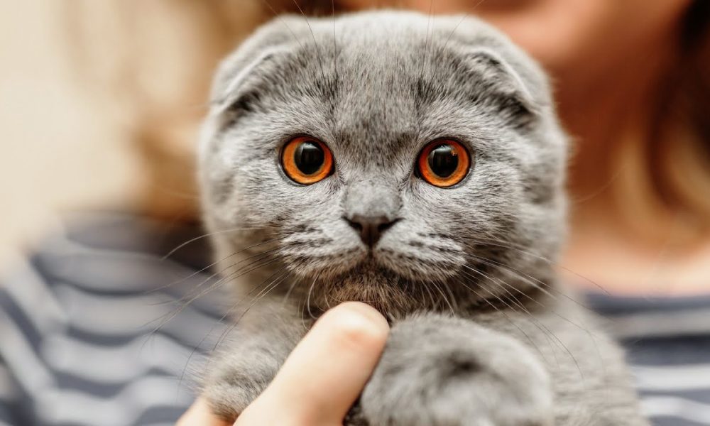 Un animal sănătos! Ce boli ale pisicilor pot fi evitate prin vaccin