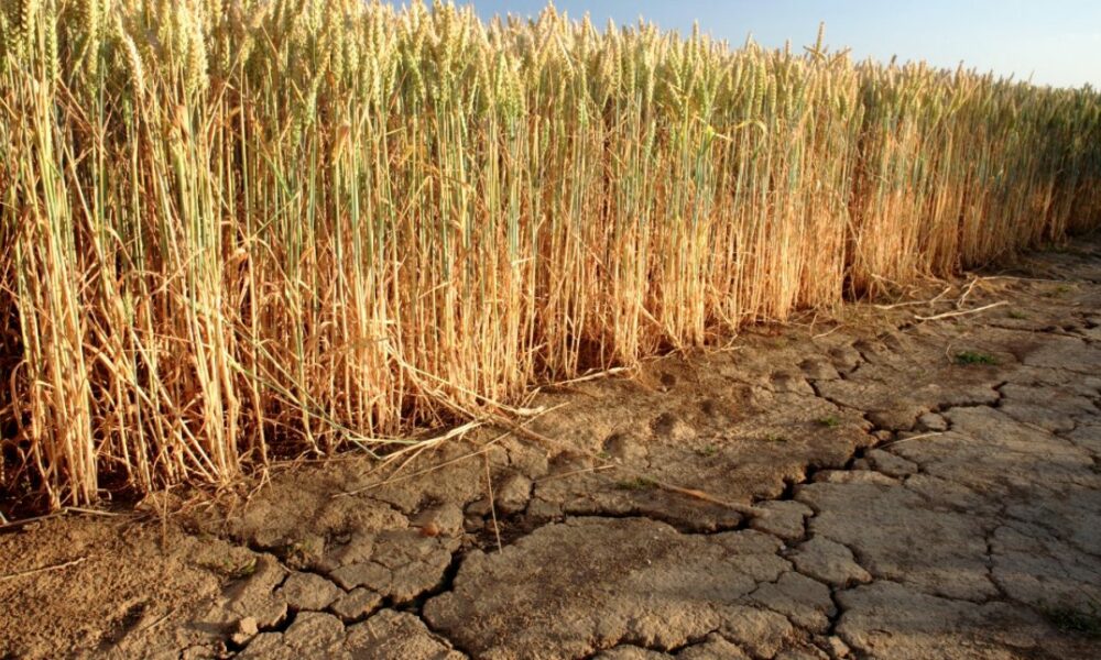 Efectele nefaste ale secetei! România se confruntă cu o criză agricolă