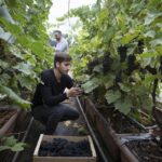 În Italia se află „cea mai mică podgorie din lume”. Vinul care costă o avere și pe care nu trebuie să îl bei