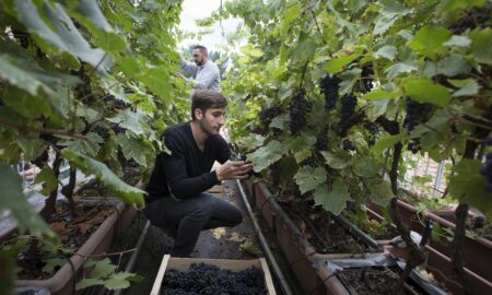 În Italia se află „cea mai mică podgorie din lume”. Vinul care costă o avere și pe care nu trebuie să îl bei