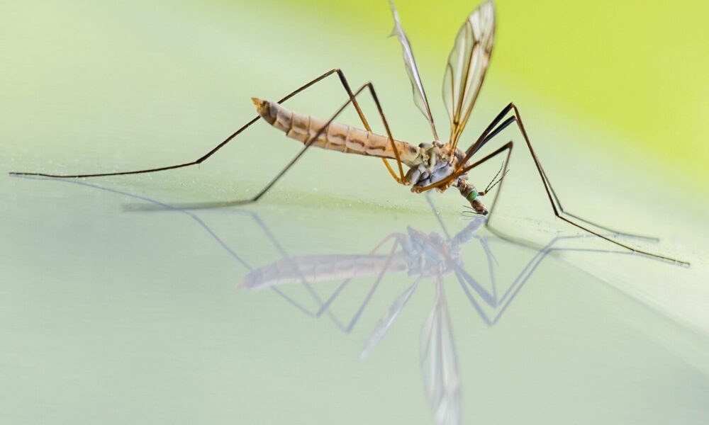 Șapte cazuri de infecție cu virusul West Nile confirmate. Recomandările INSP pentru prevenție