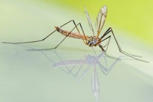 Cum te protejezi împotriva țânțarilor. Care sunt grupele de sânge care atrag insectele