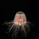 Păcălesc oamenii moartea? Descoperire științifică despre meduzele „nemuritoare”