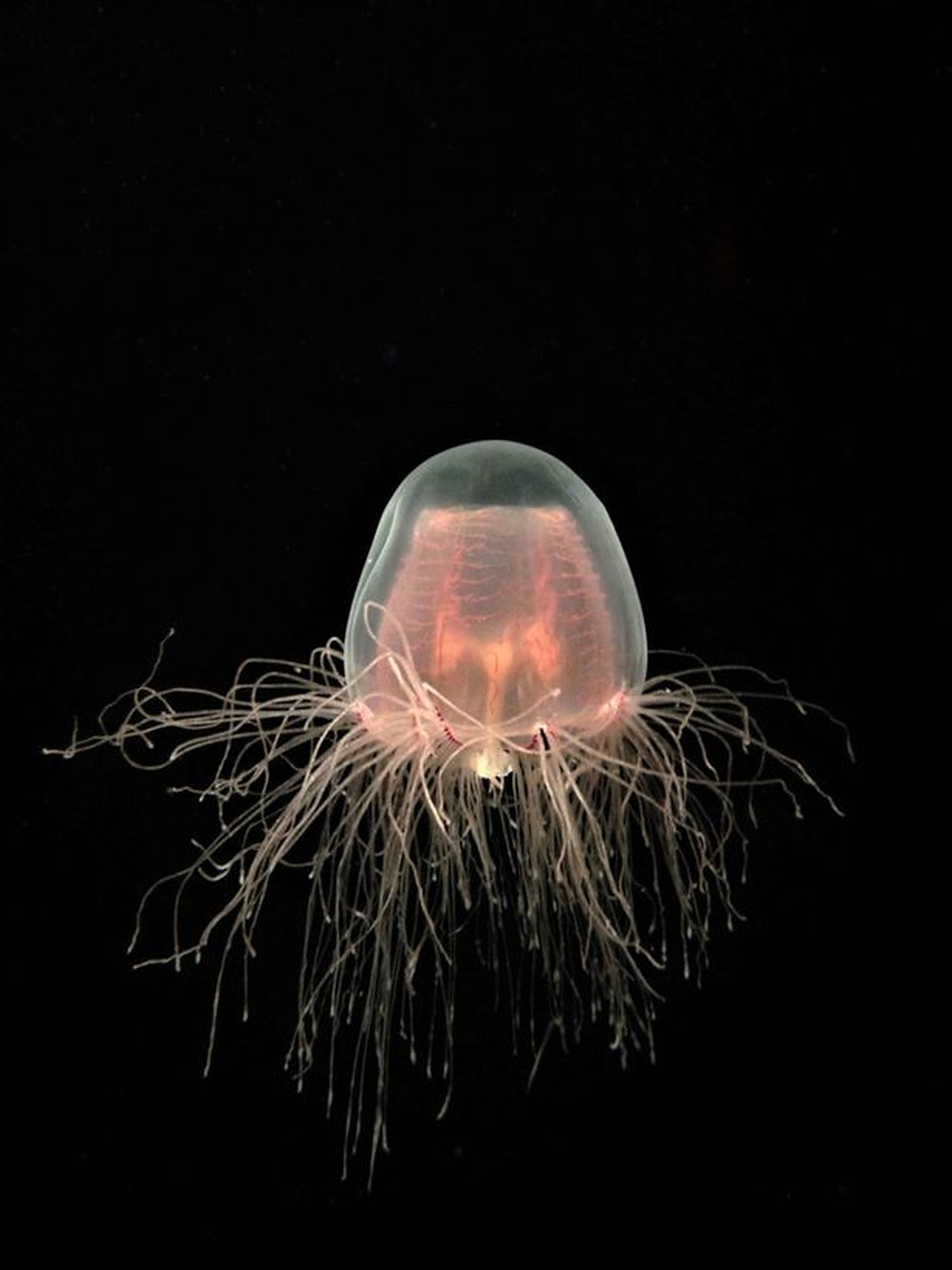 Păcălesc oamenii moartea? Descoperire științifică despre meduzele „nemuritoare”