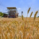România, cel mai mare exportator de grâu din UE