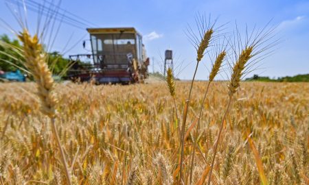 România, cel mai mare exportator de grâu din UE