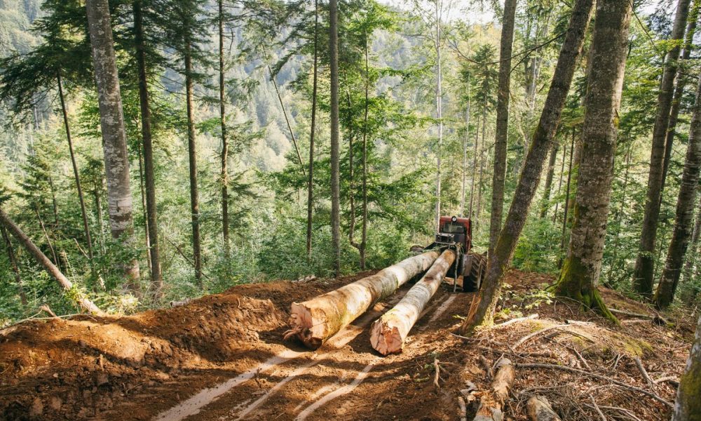 Statistica zilei. Activitatea silvicultorilor a scăzut cu 5,3% în anul 2023
