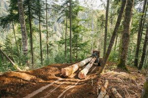 Păduri tăiate Sursă foto Greenpeace.org