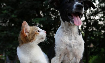 Câini și pisici, Sursă foto: unsplash.com