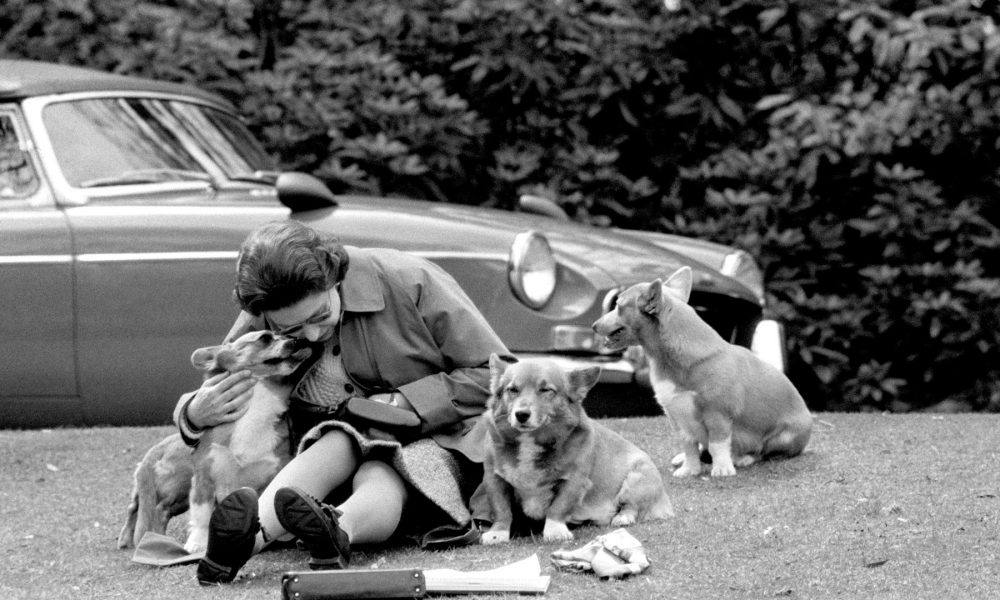 Reginei Elisabeta a II-a îi plăceau mult câinii corgi! ”Dorgi”, o rasă canină inventată de Coroana Britanică