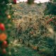 Pomi, Sursă foto: unsplash.com