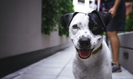 Câine, Sursă foto: unsplash.com