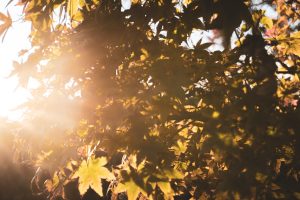 soare sursa foto unsplash.com