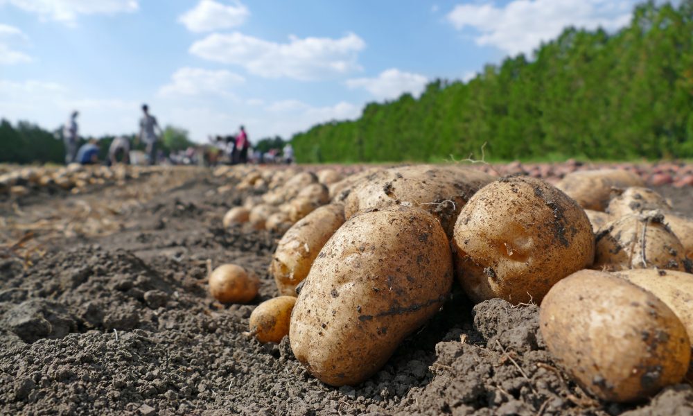 România rămâne fără cartofi. Producția continuă să scadă