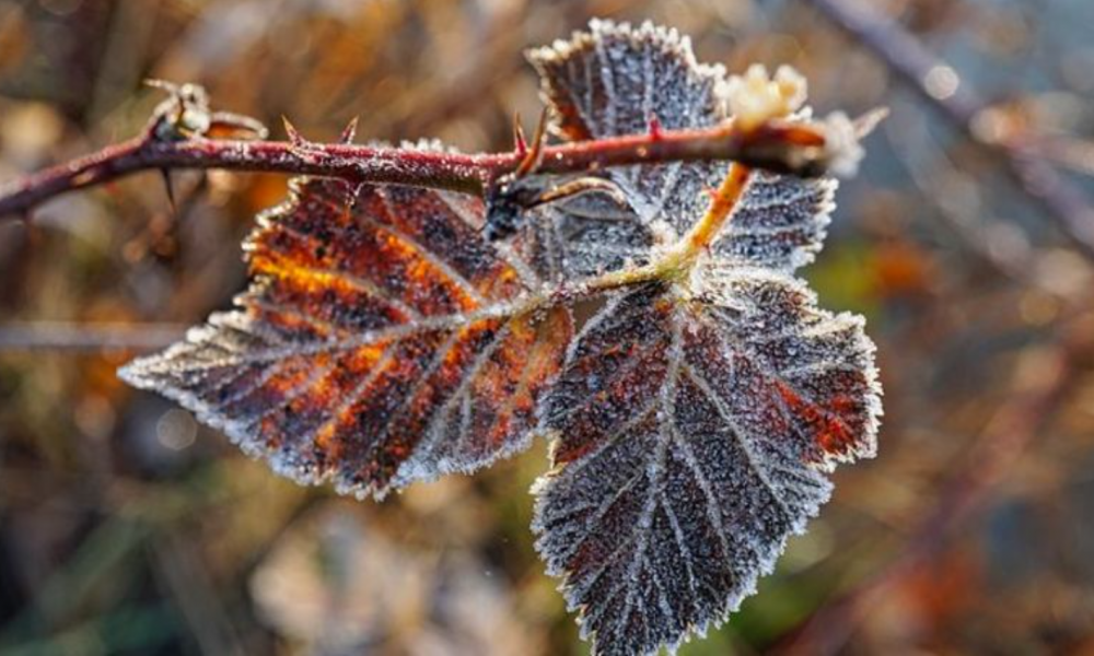 A venit crivățul în România! Temperaturi de sub 0 grade au fost înregistrate vineri dimineață  în mai multe zone din țară