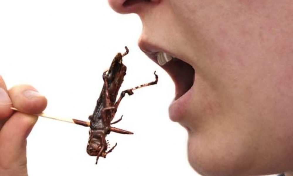 Lanțul de magazine Aldi bagă la vânzare hrană cu insecte comestibile