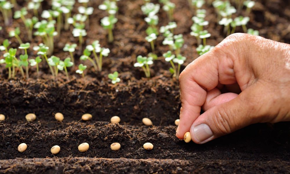 Bani europeni pentru tinerii din România! Granturi în valoare de 100.000 de euro destinate agriculturii