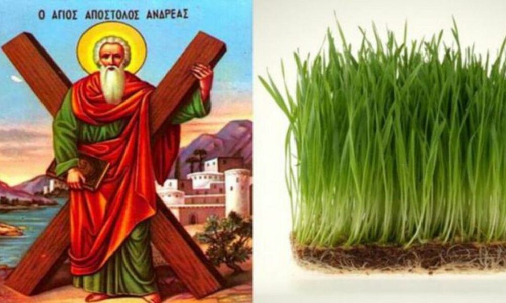 Atenție! Trebuie să puneți grâul la încolțit acum. Cum vă protejează Sf. Andrei dacă faceți asta