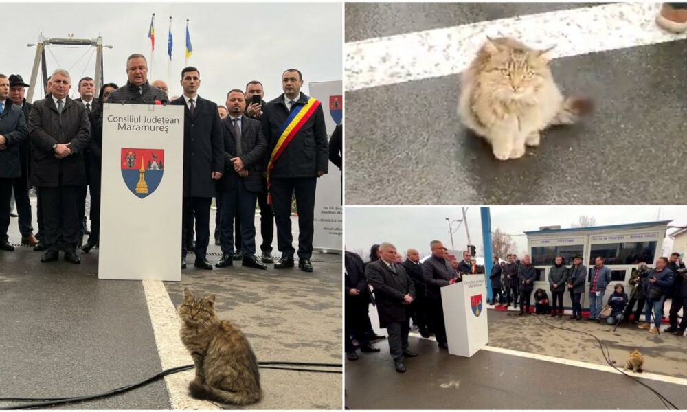 VIDEO! A fost o pisică mai interesantă decât Ciucă? Animăluțul i-a luat fața premierului în timpul unei conferințe