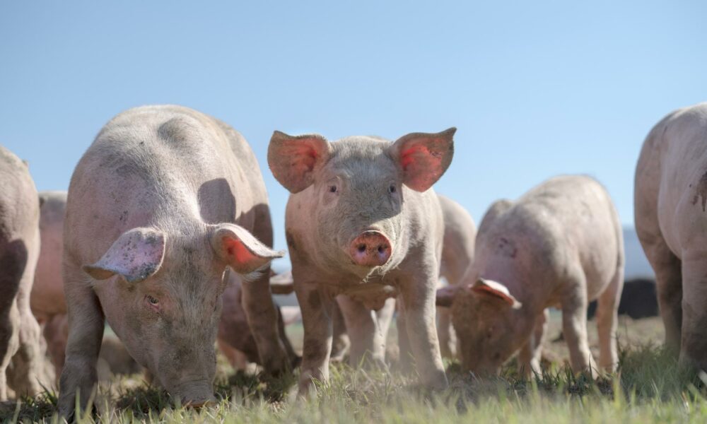 Cât a ajuns să coste șoriciul de porc? Prețul a explodat înainte de Crăciun