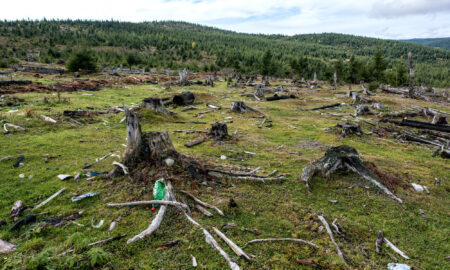 Pădure defrișată, Sursă foto: Pressone