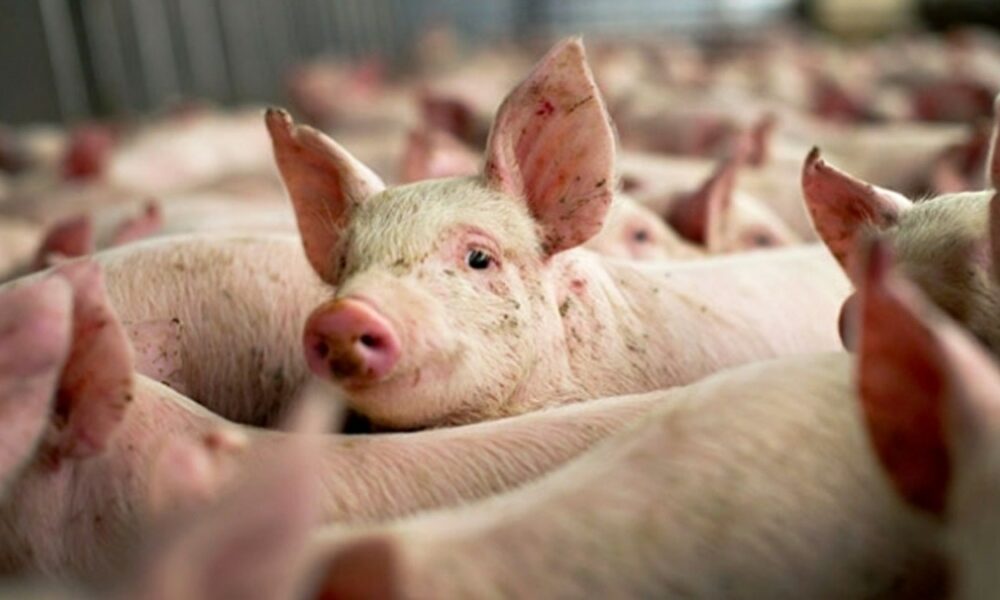 Veste tristă pentru fermieri. Banca Mondială propune reducerea ajutoarelor pentru crescătorii de animale