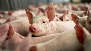 INS: Efectivele de porcine au crescut în luna mai 2024