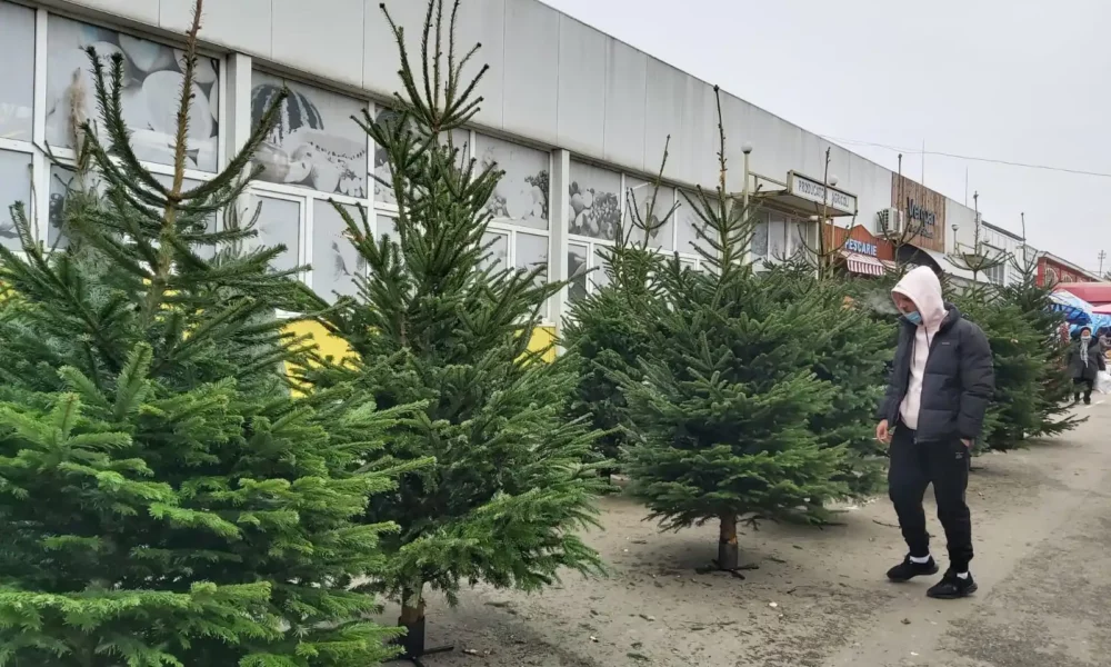 Încep pregătirile pentru Crăciun. Cu cât se vând brazii în magazine